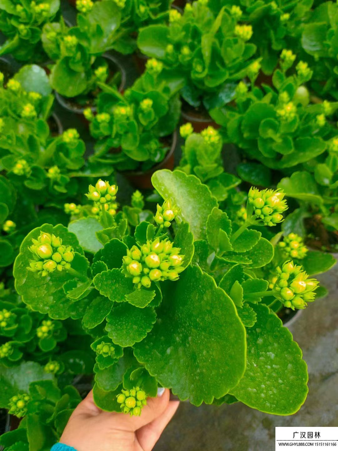 長壽花 