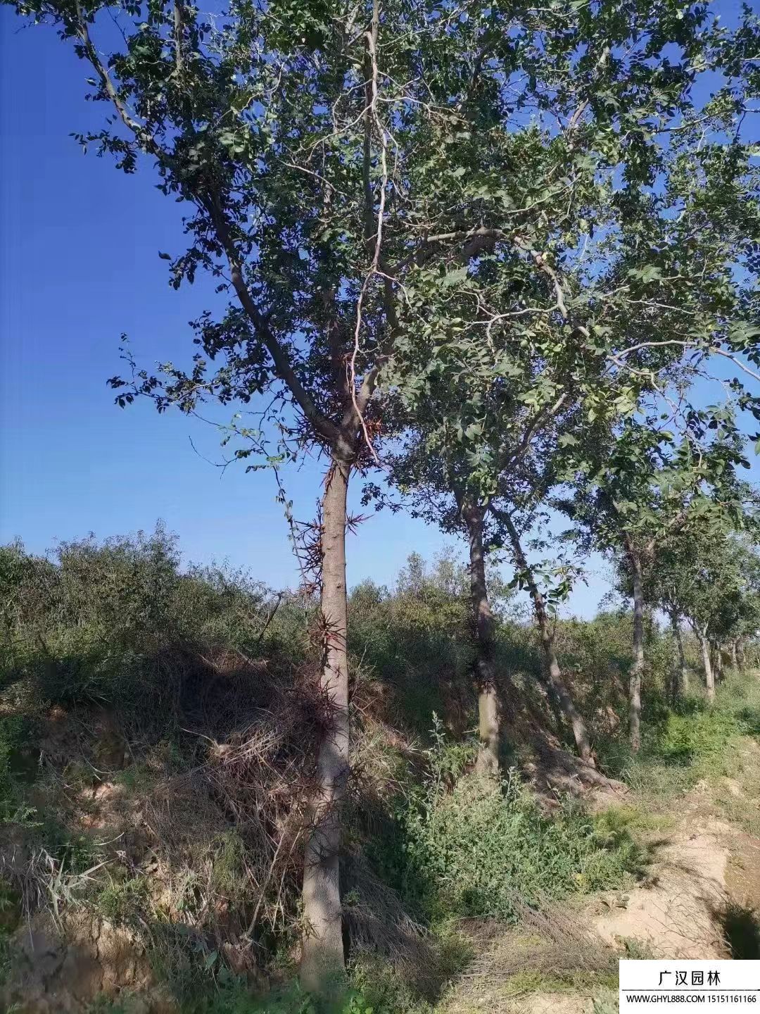 皂角樹