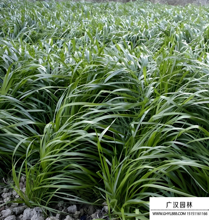 多花黑麥草