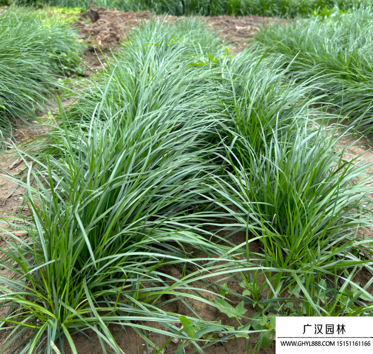 多花黑麥草