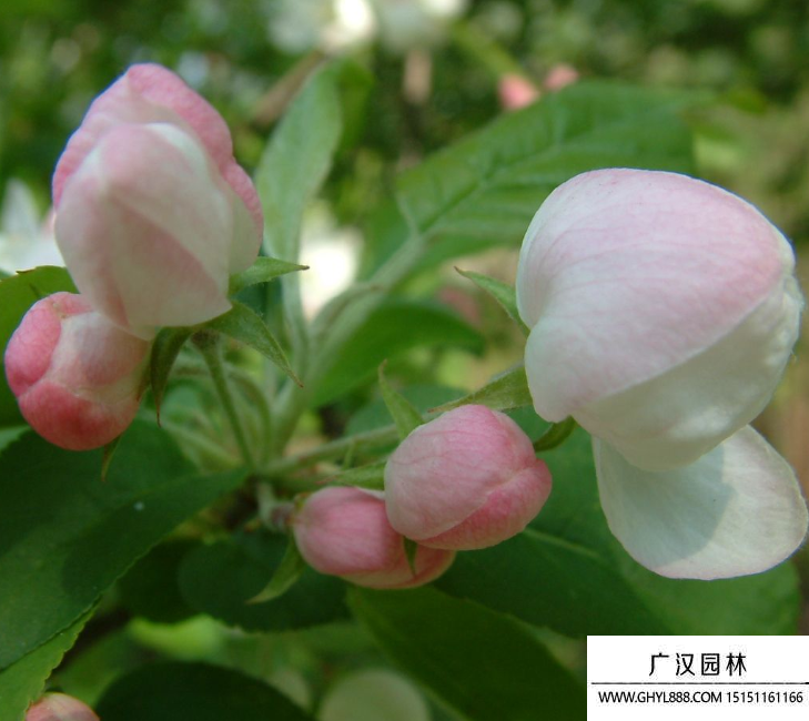 花葉海棠