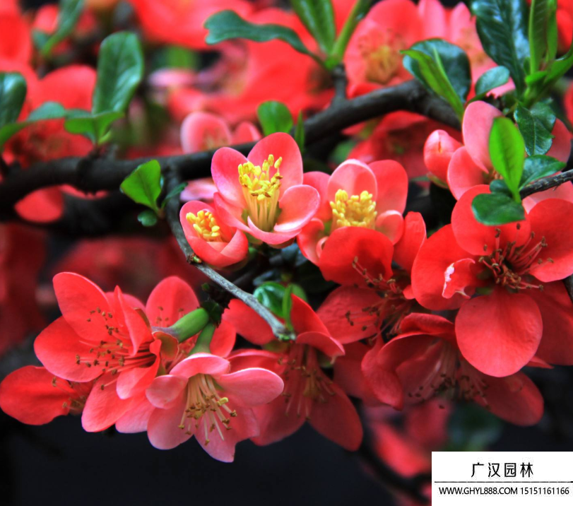 花葉海棠