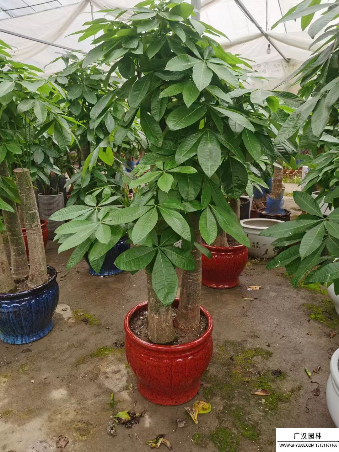發財樹 