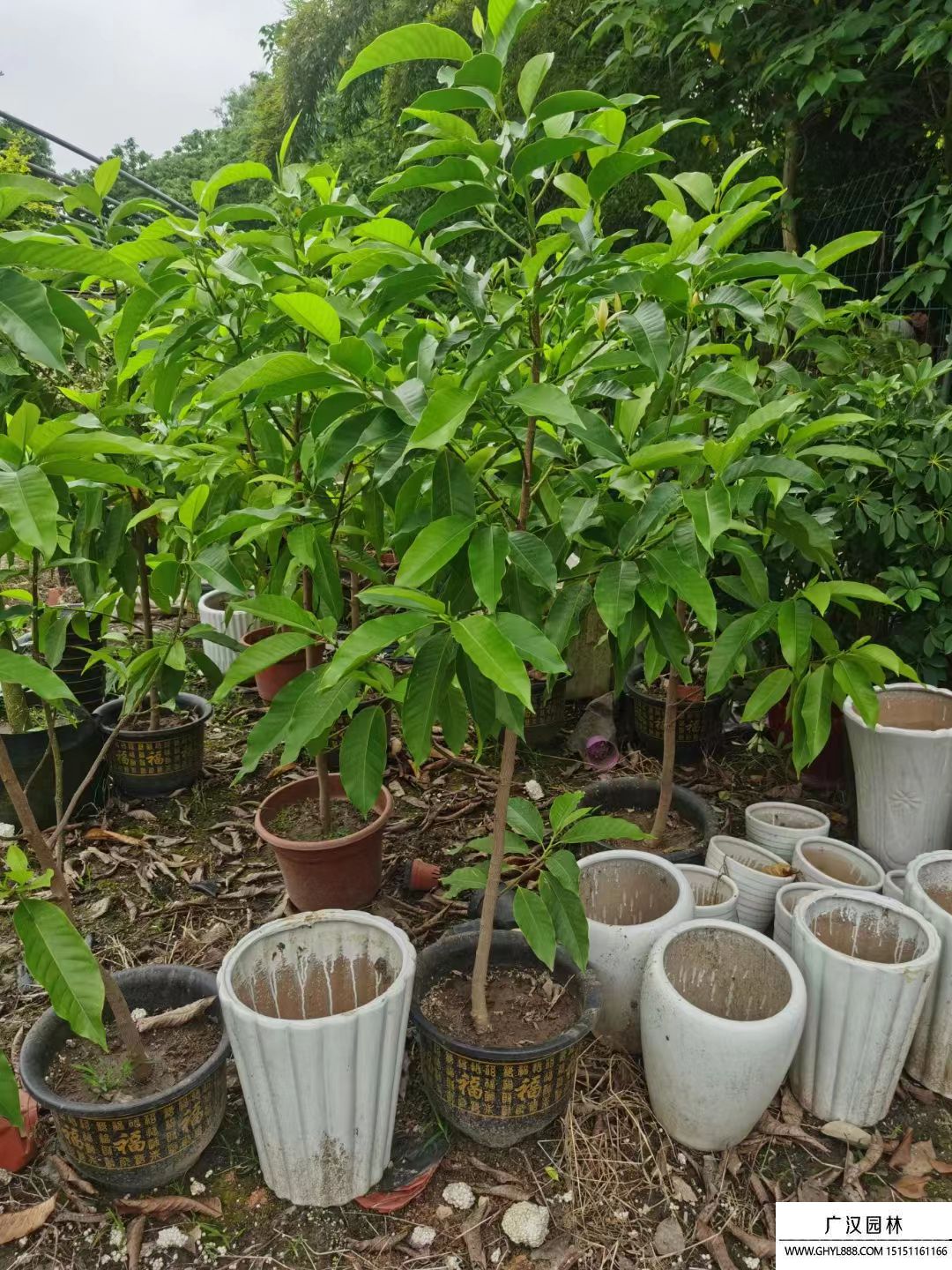 白蘭花