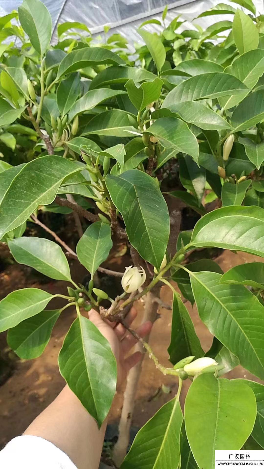 白蘭花