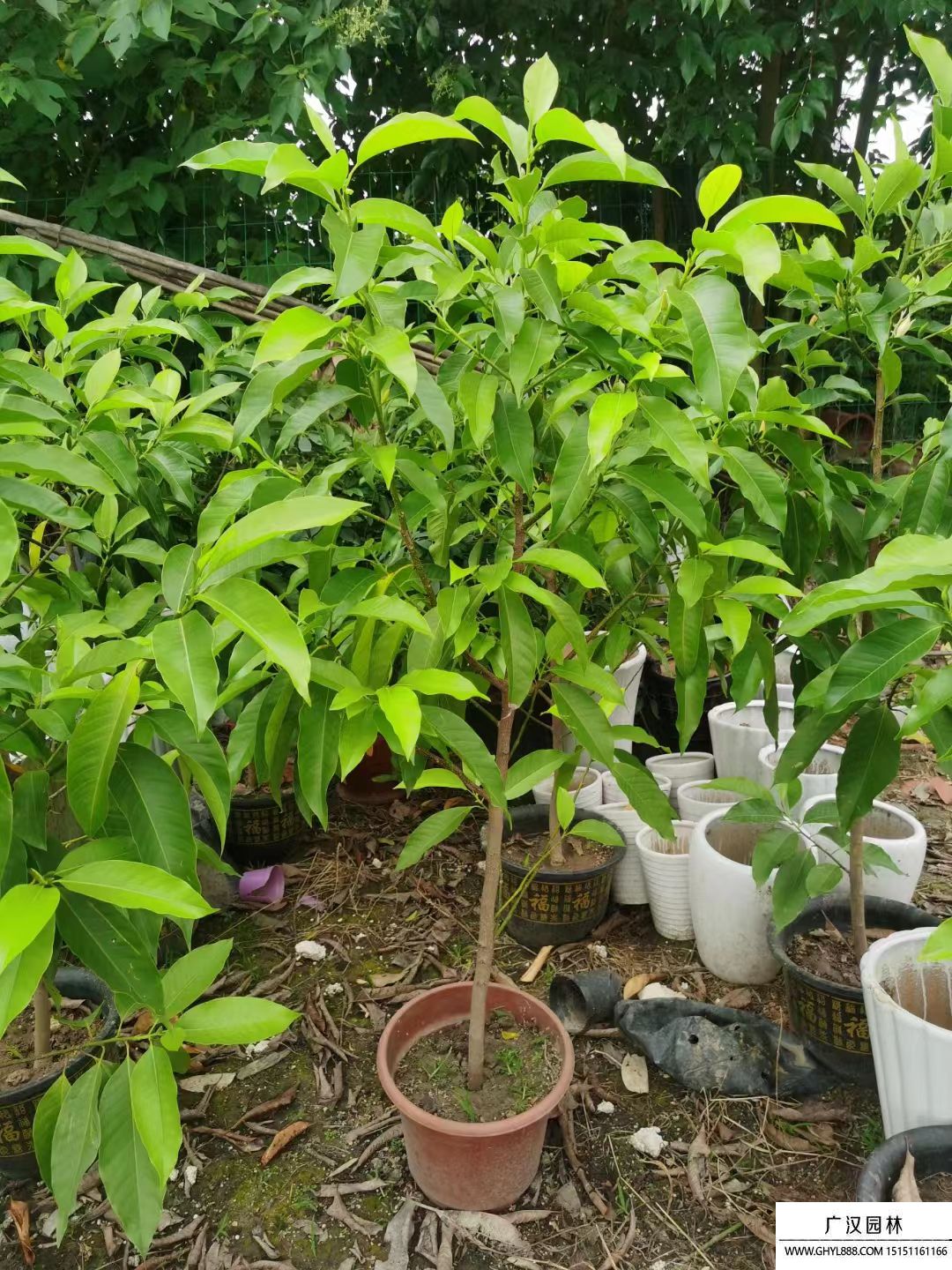 白蘭花 