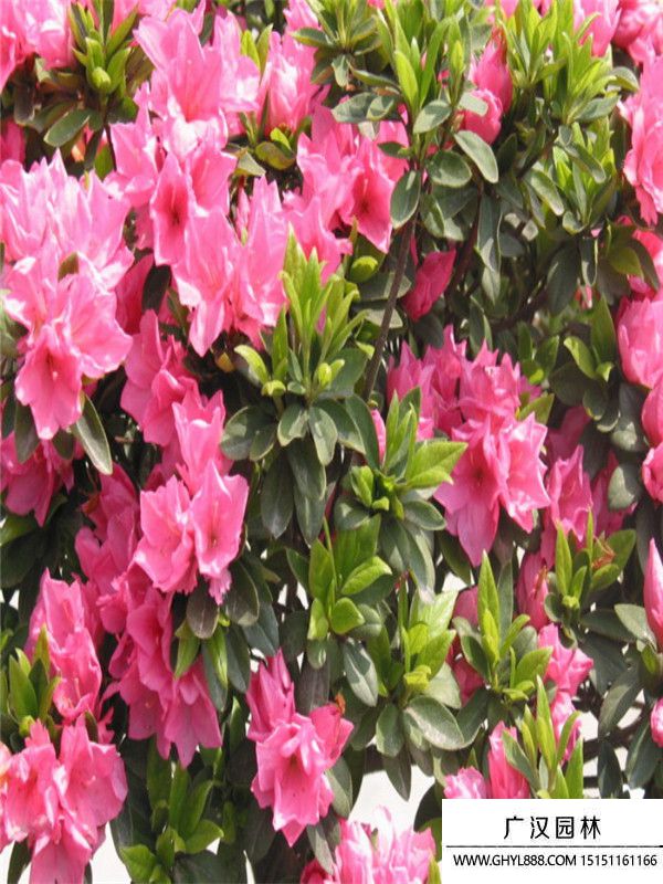 春鵑