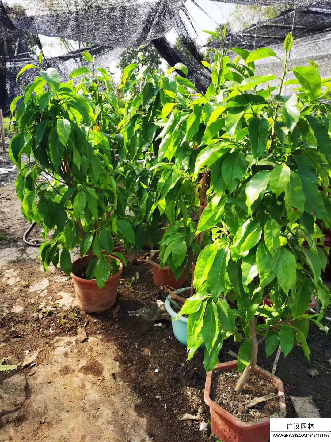 白蘭花