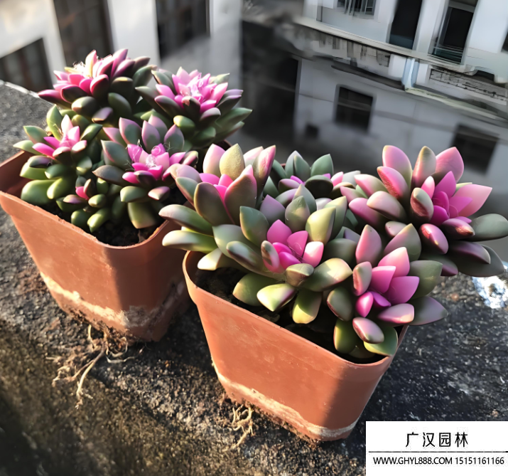 吹雪之松錦
