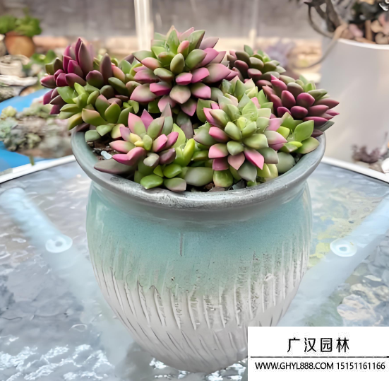 吹雪之松錦