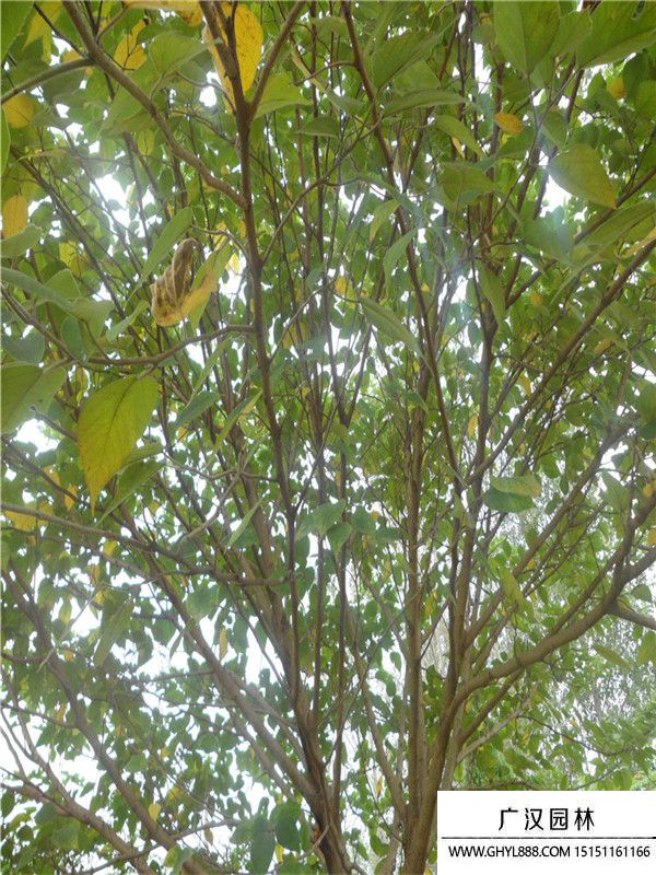 枸樹
