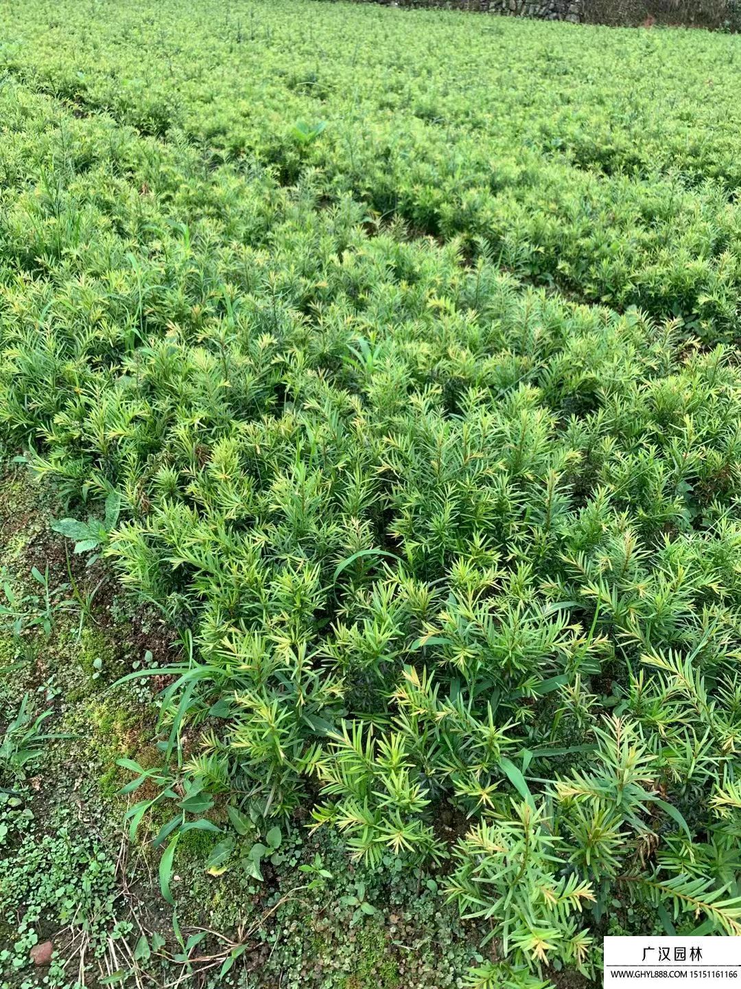 紅豆杉