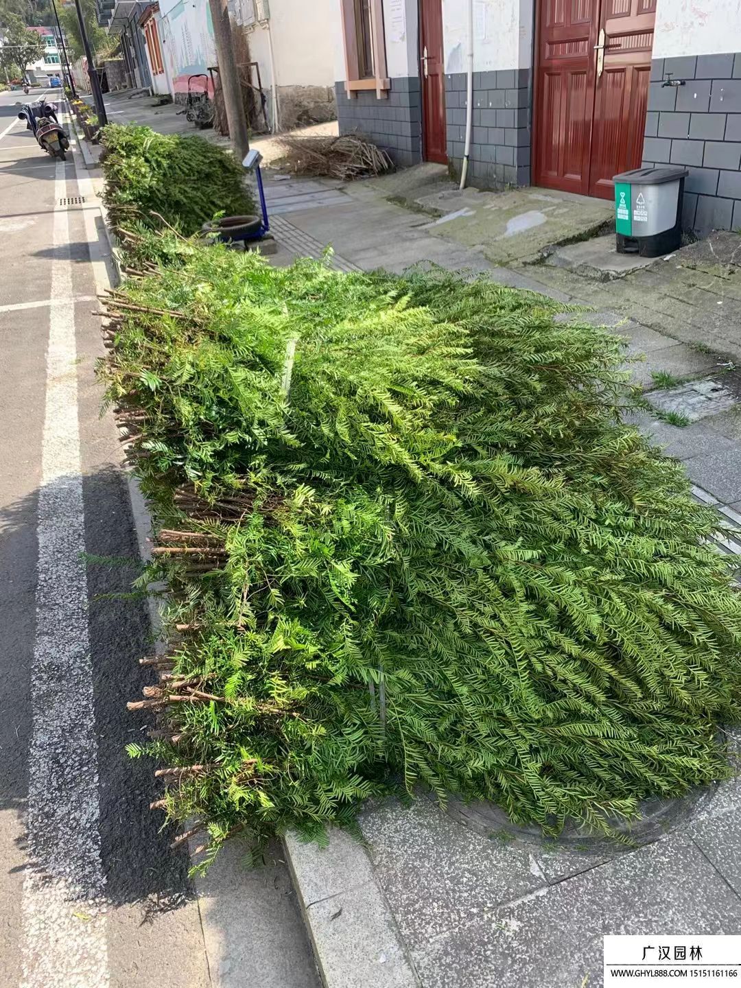 紅豆杉