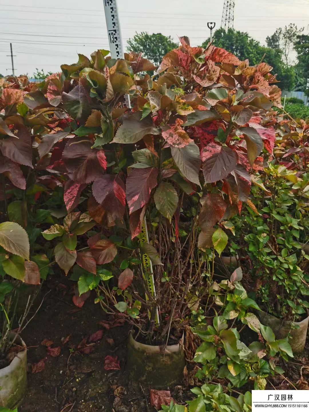 紅桑