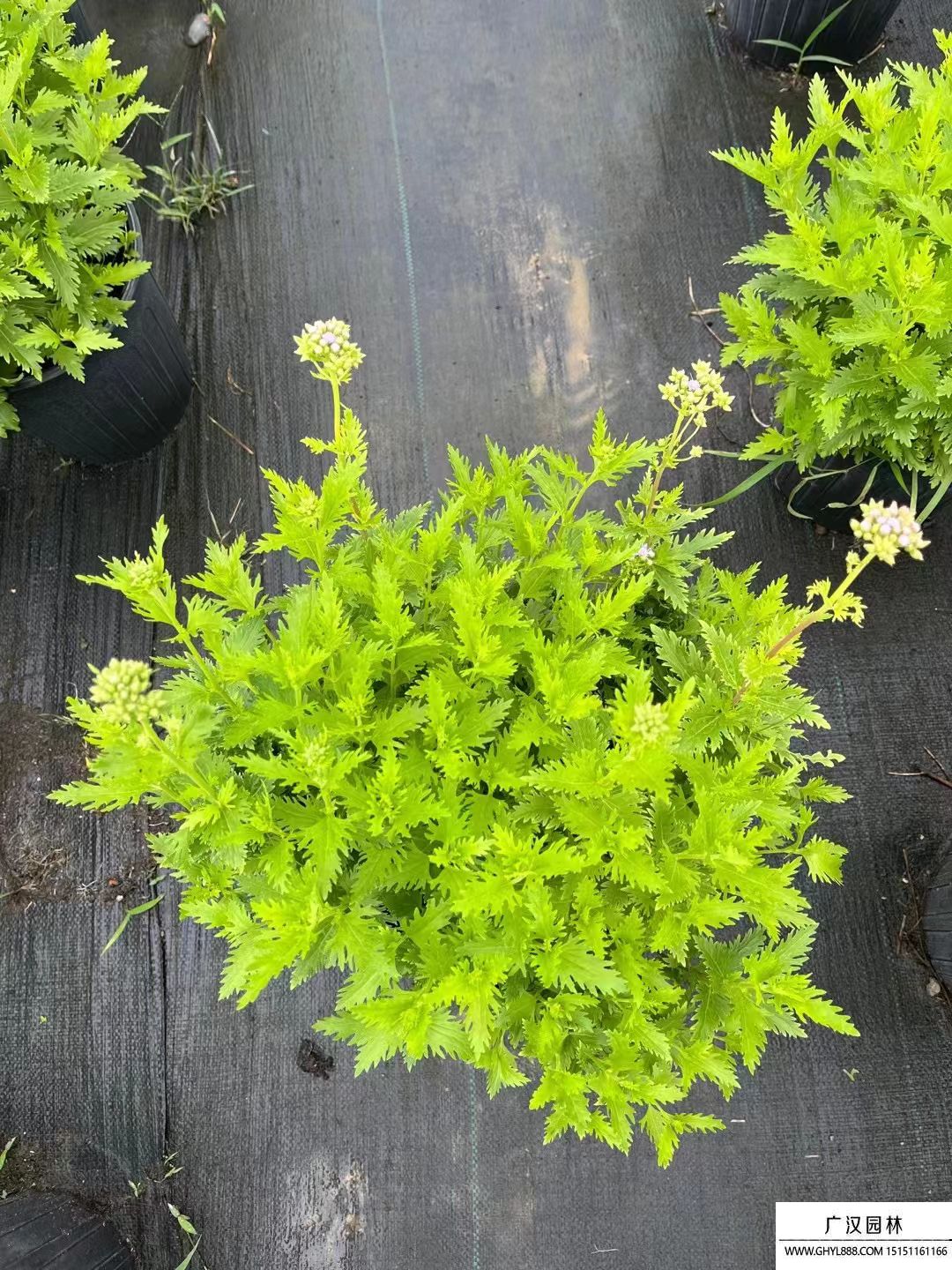 藍霧花