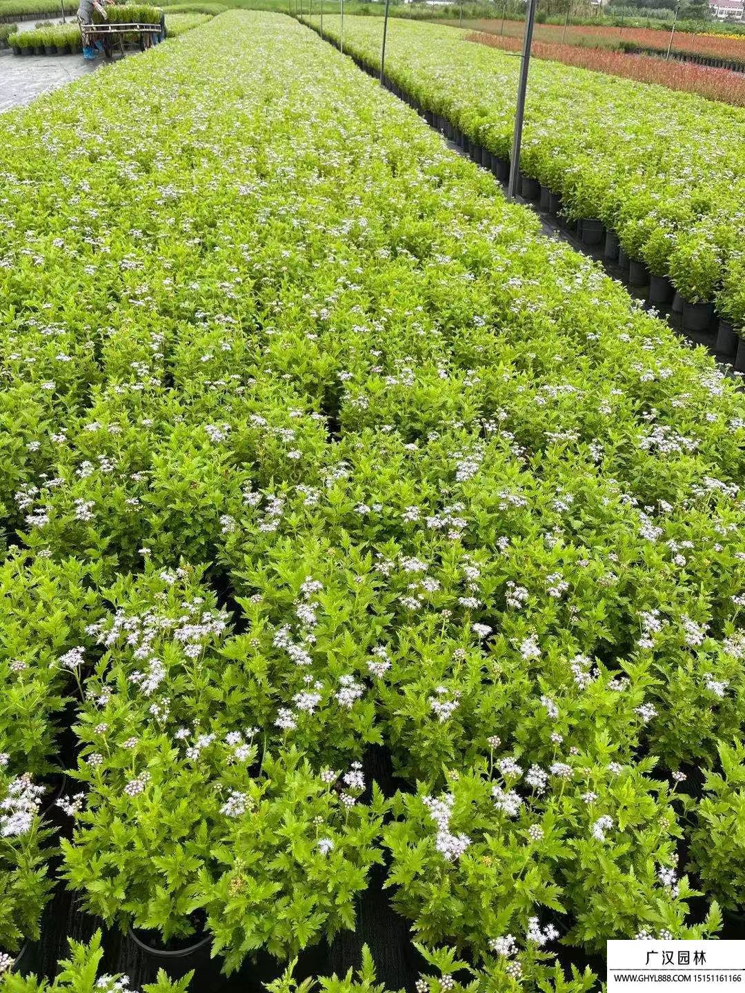 藍霧花