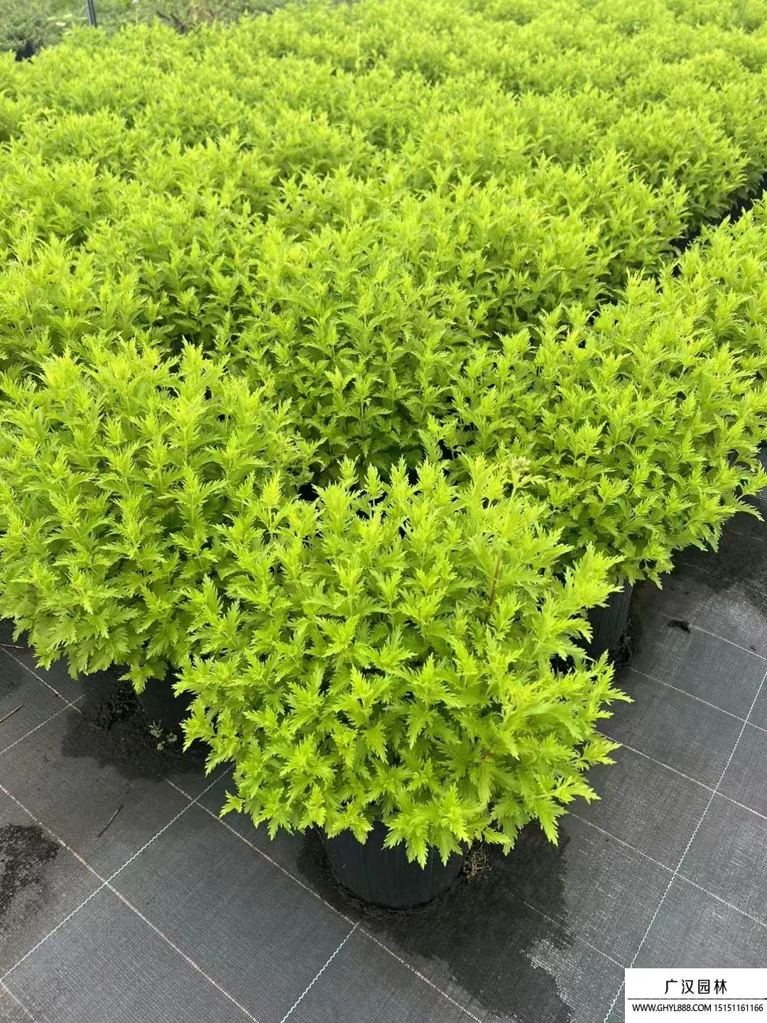 藍霧花