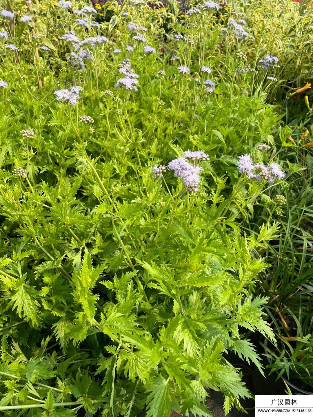 藍霧花