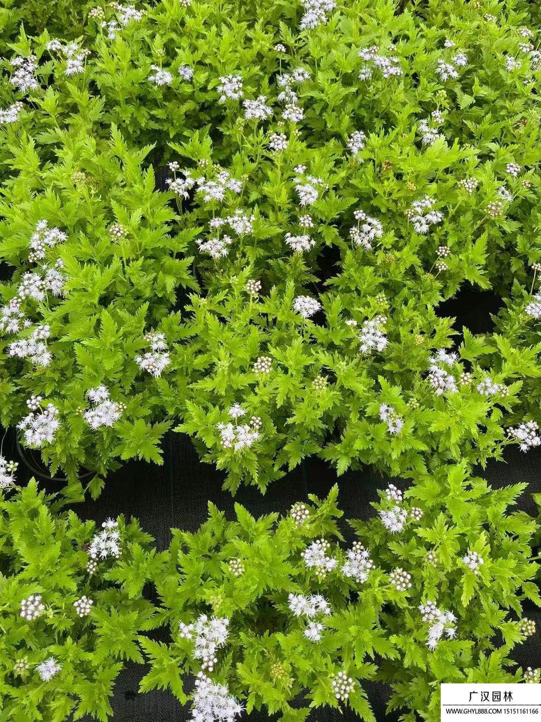 藍霧花