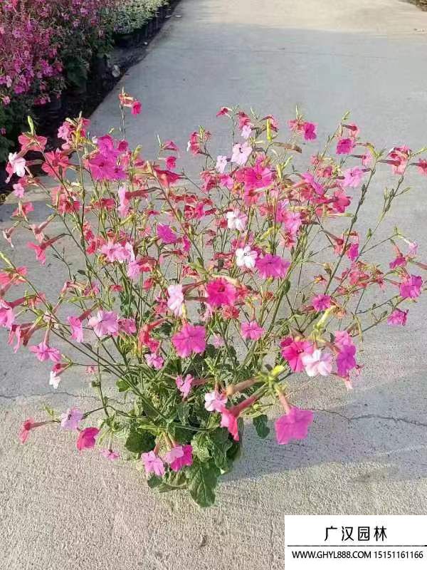 花煙草