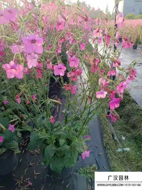 花煙草