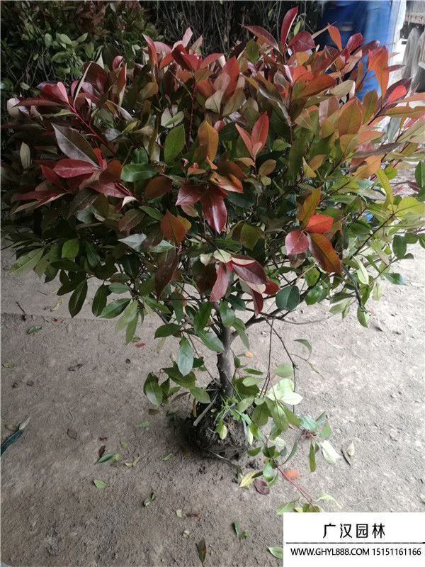 紅葉石楠球