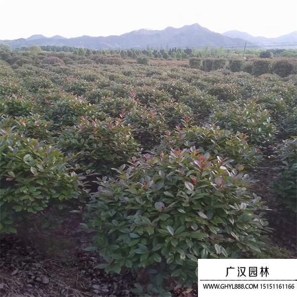 紅葉石楠球 