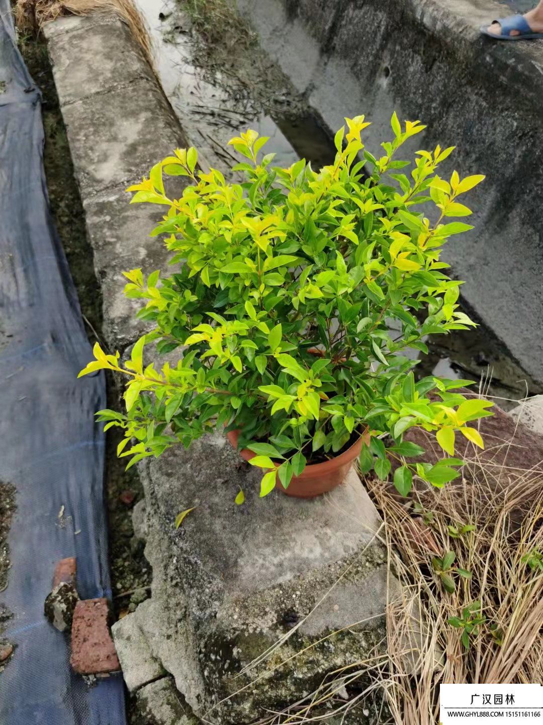 黃金葉 