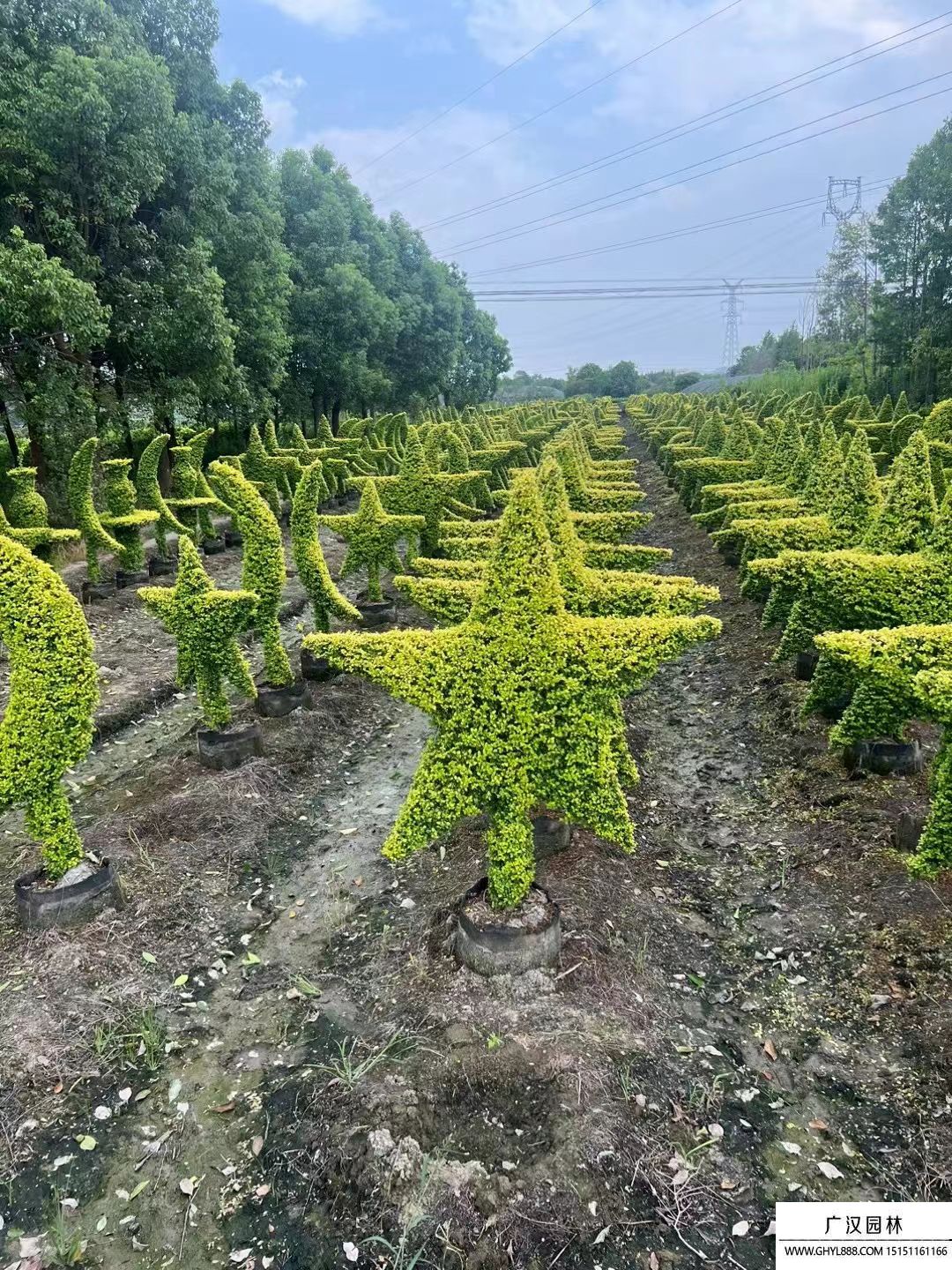 造型亮晶女貞