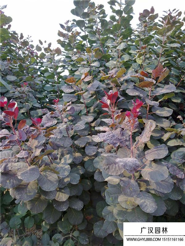紅櫨