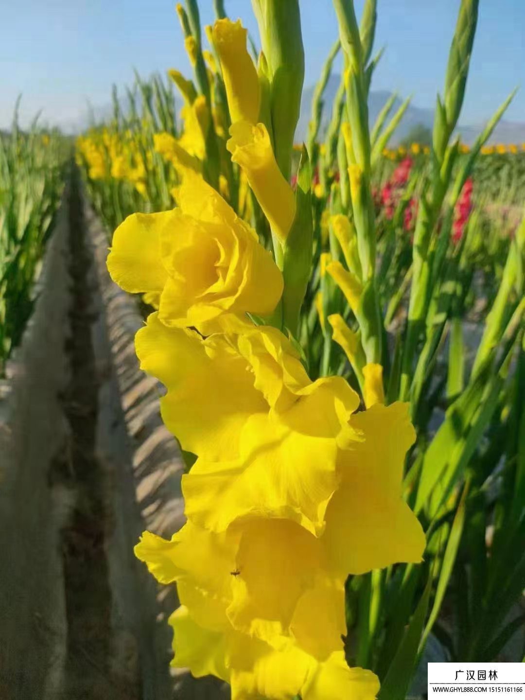 劍蘭