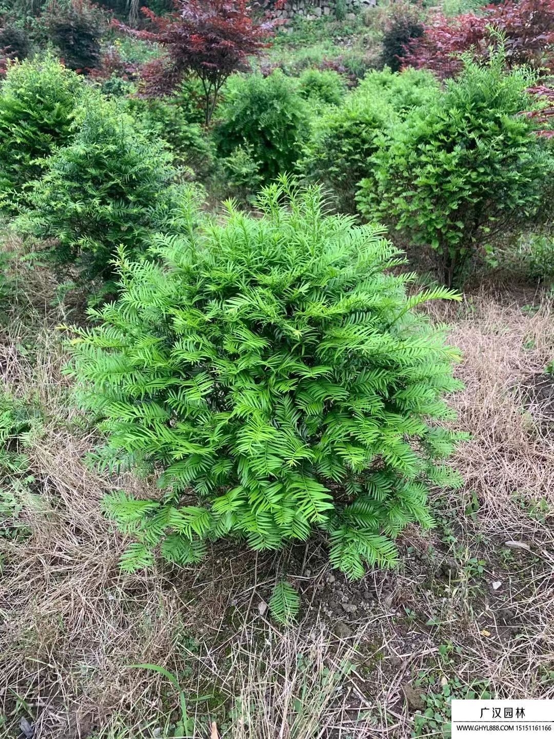 紅豆杉