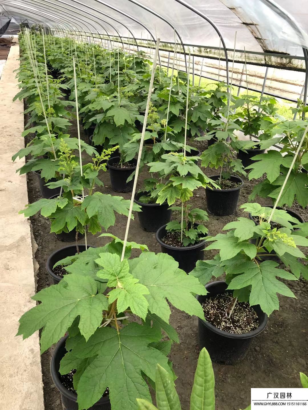 櫟葉繡球