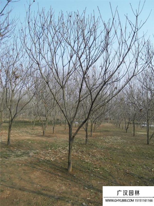 板栗樹