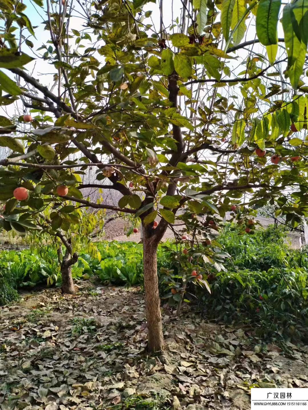 柿子樹
