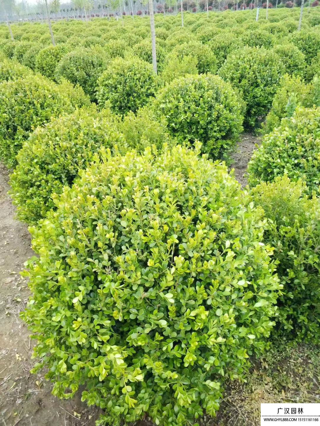 瓜子黃楊球  