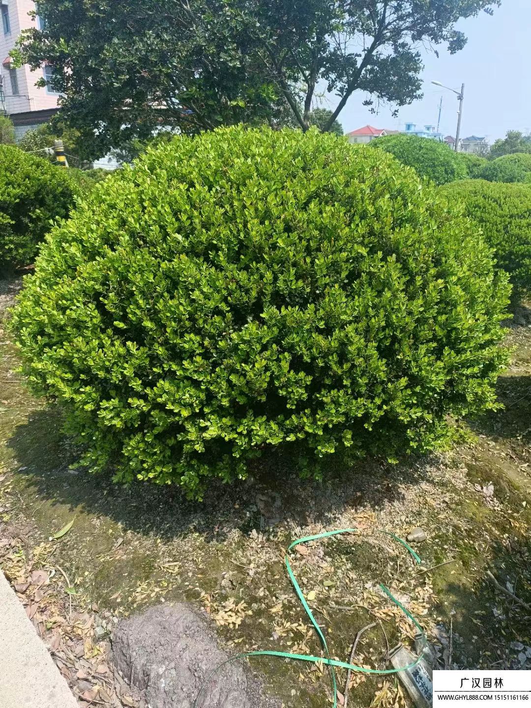 瓜子黃楊球  