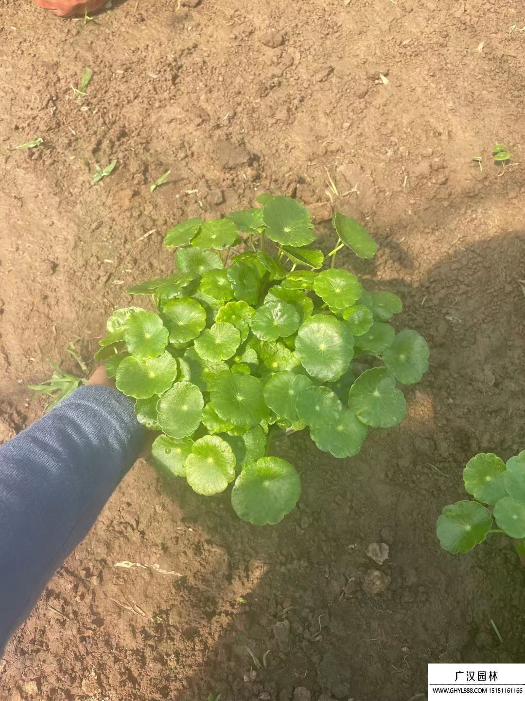 銅錢草 