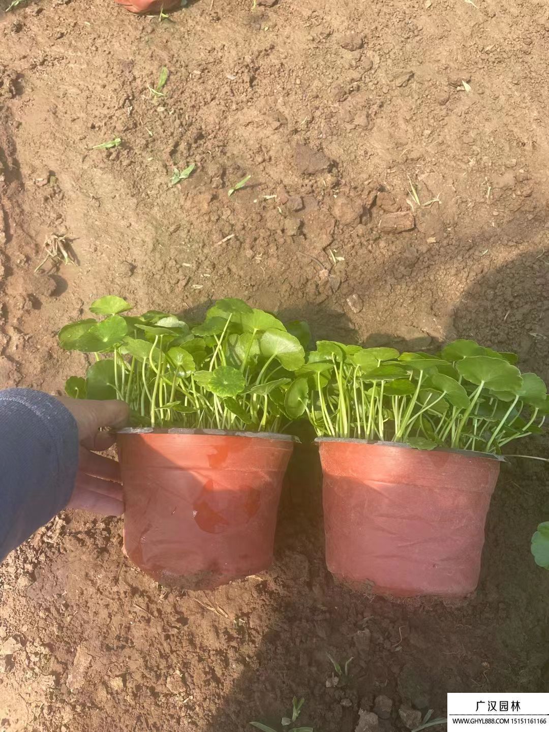 銅錢草 