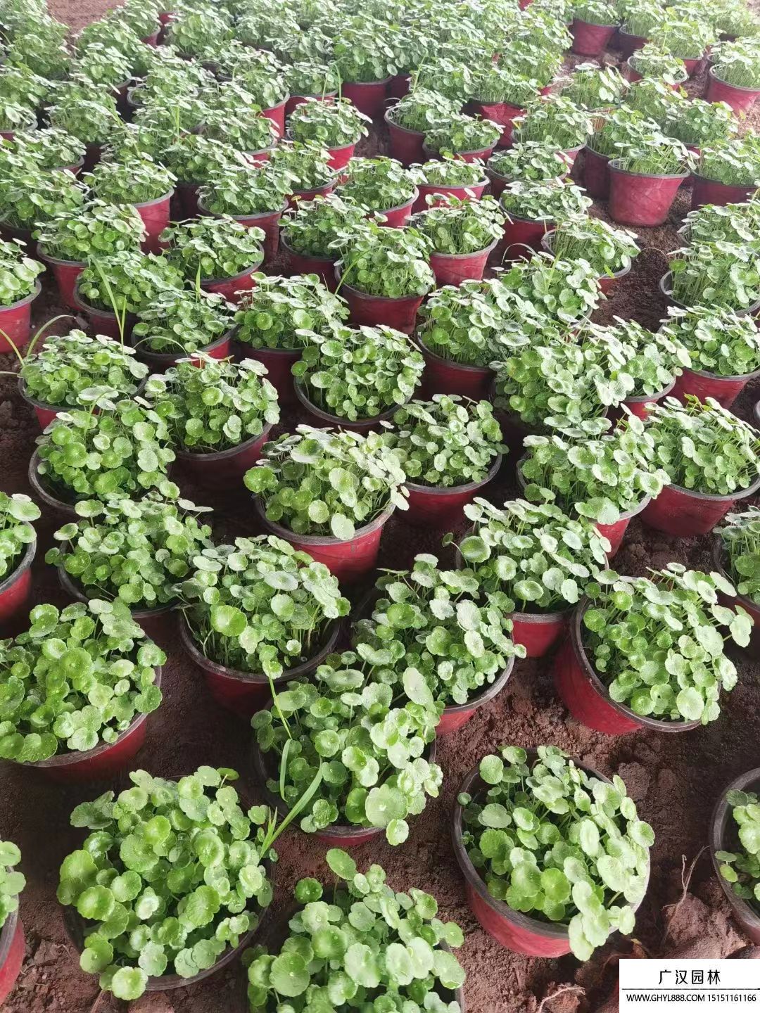 銅錢草 