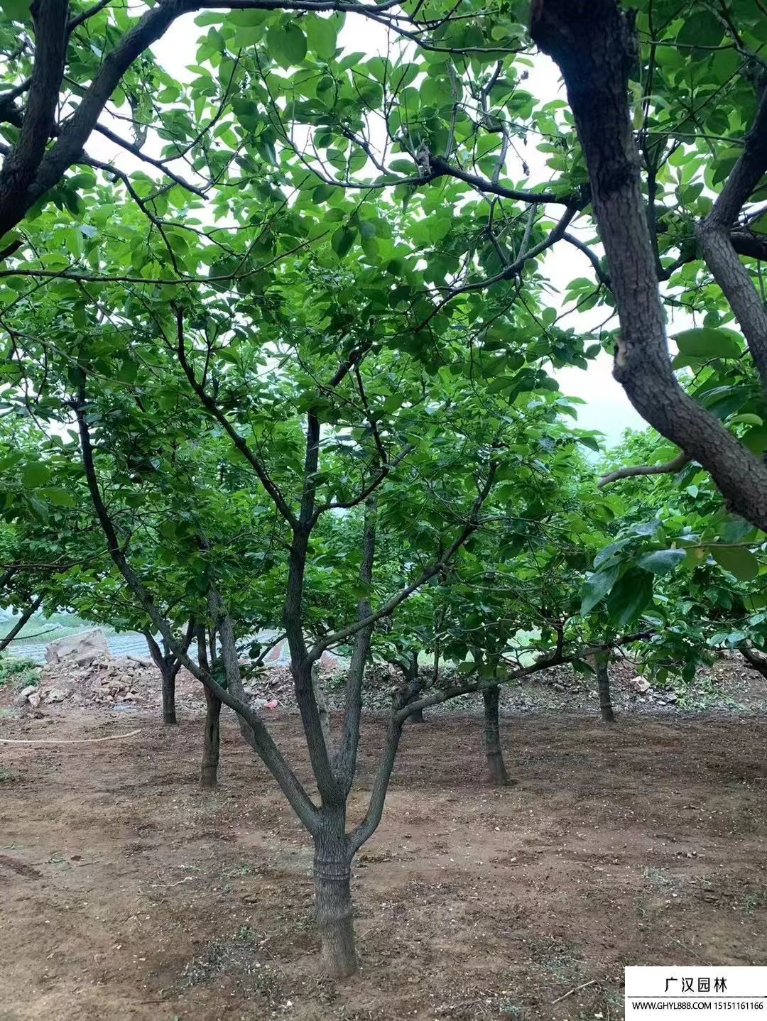 柿子樹