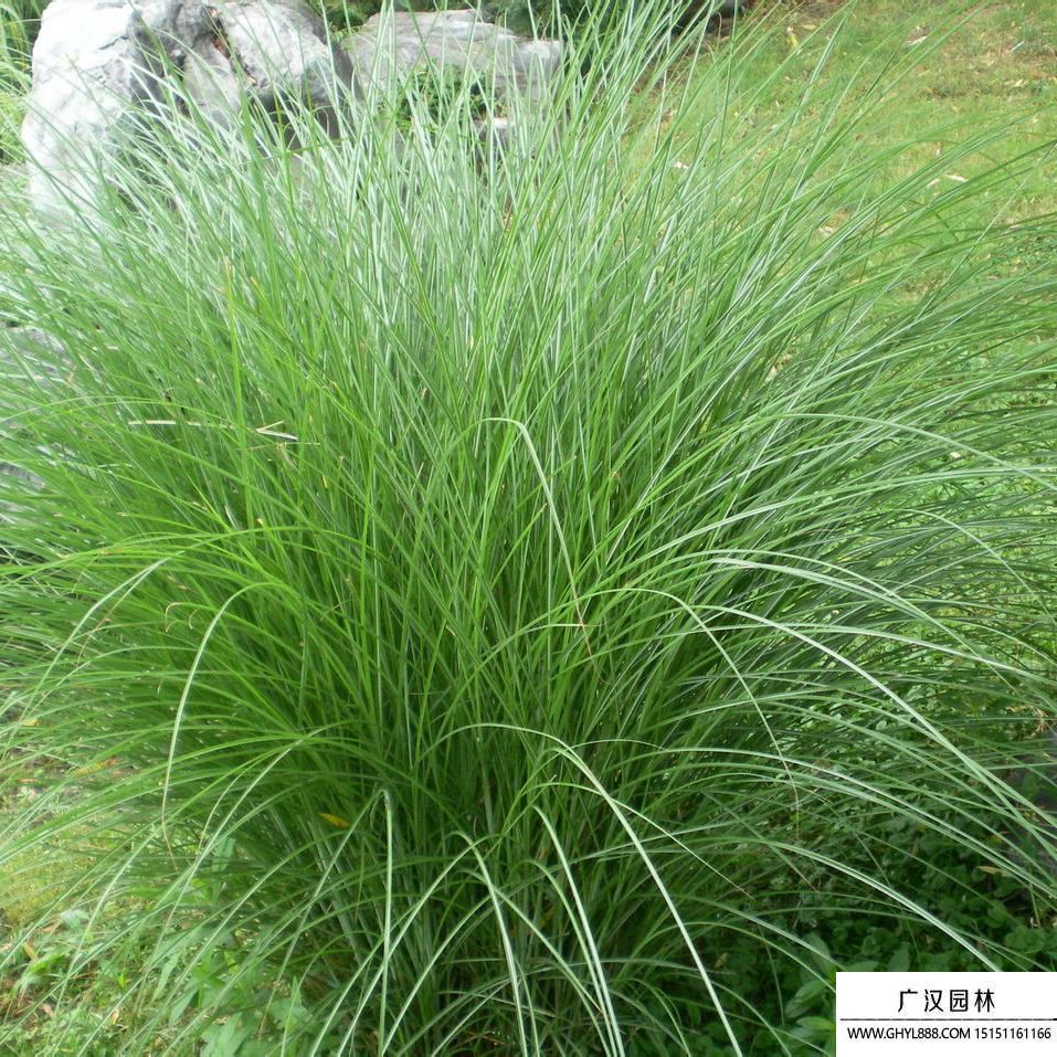 細葉芒