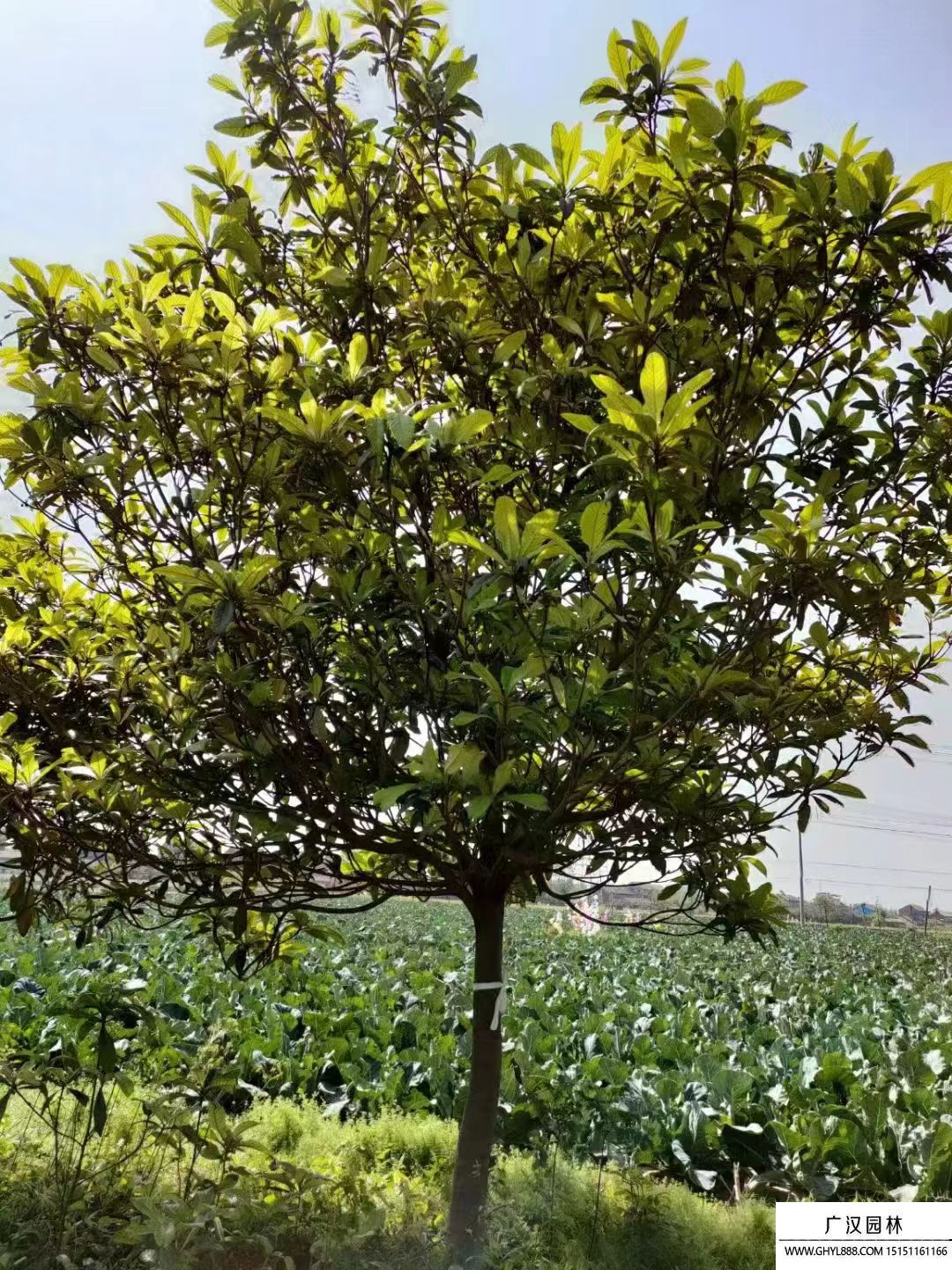 枇杷樹 
