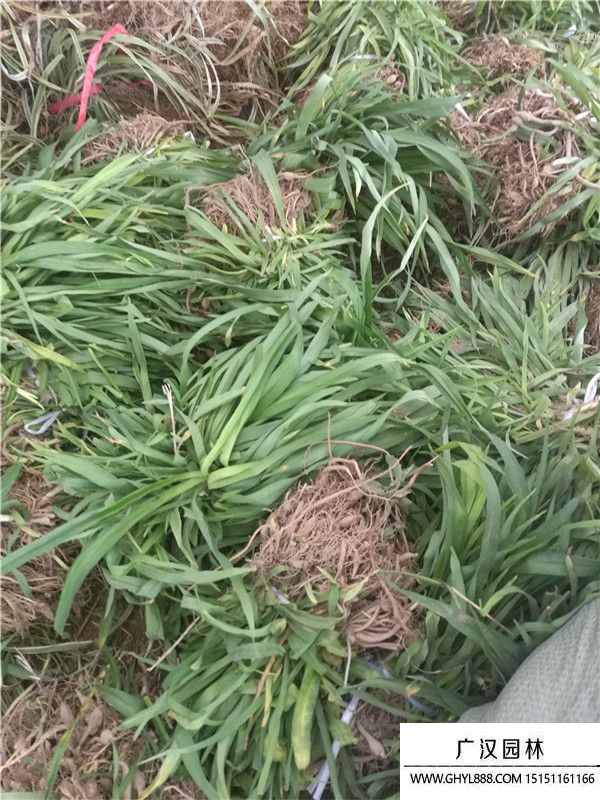 紫花鳶尾