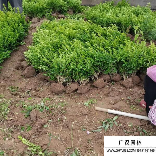 小葉黃楊