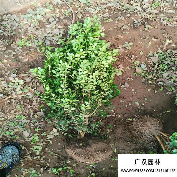 小葉黃楊 