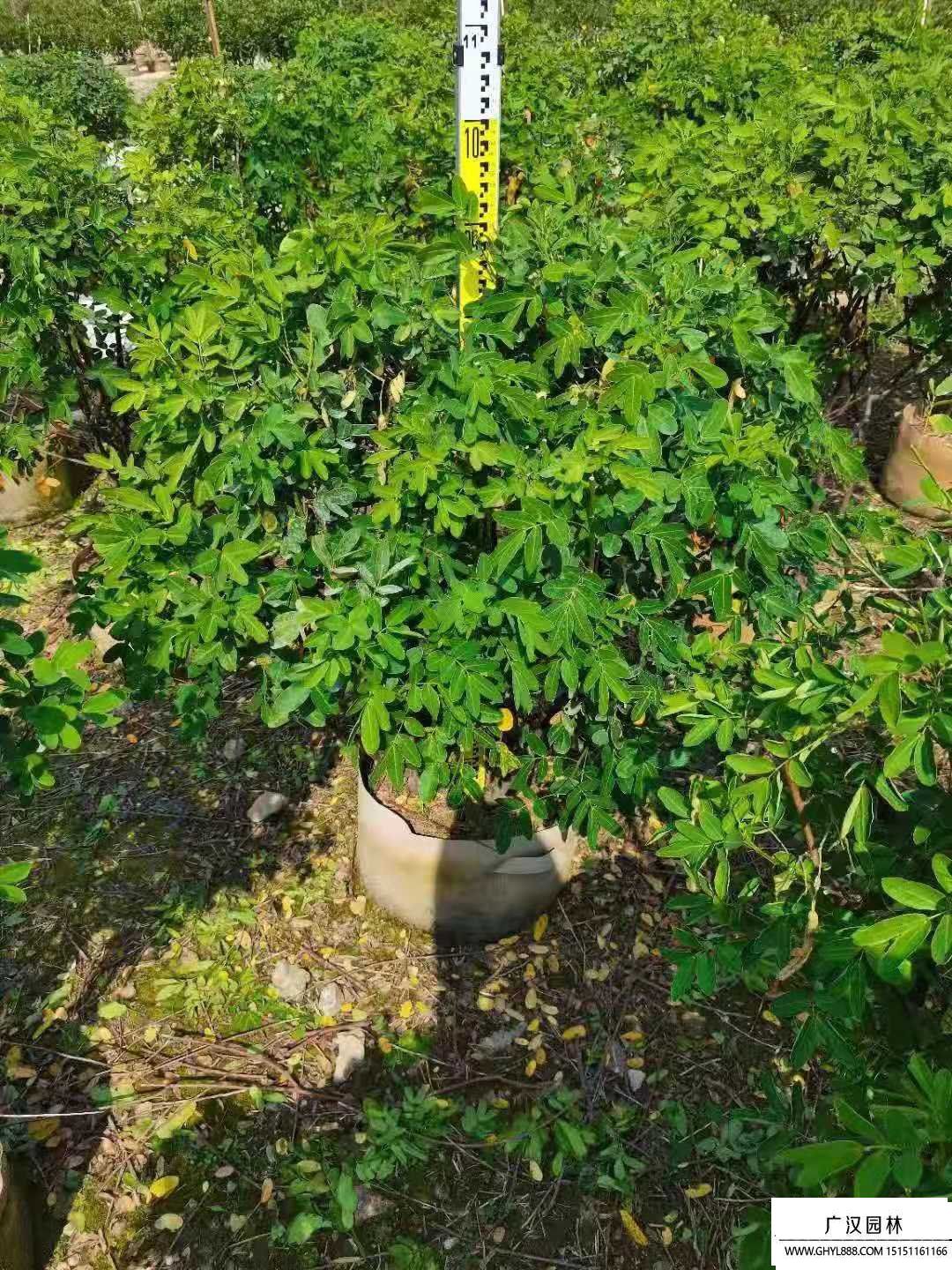 雙莢槐 