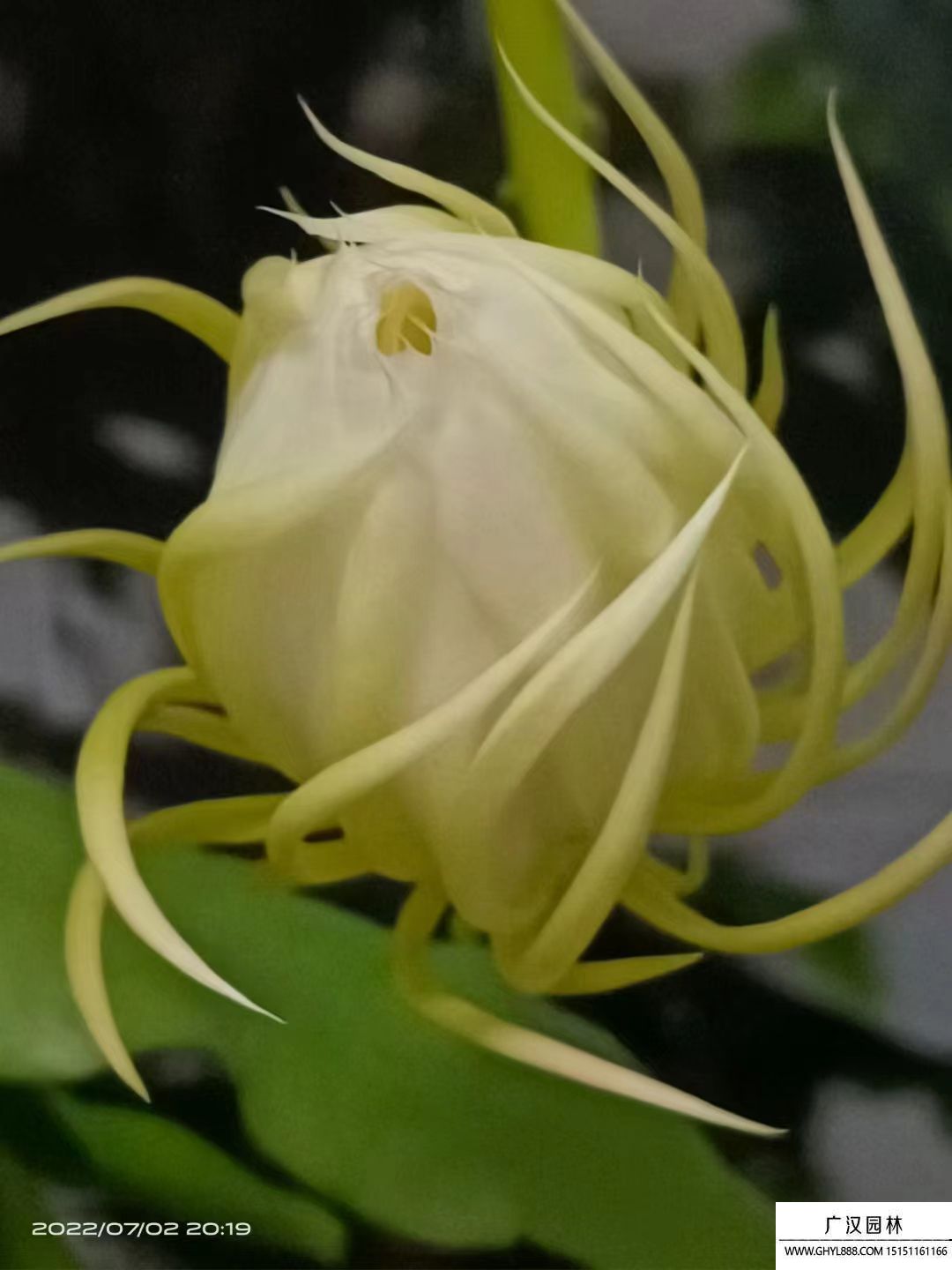 曇花