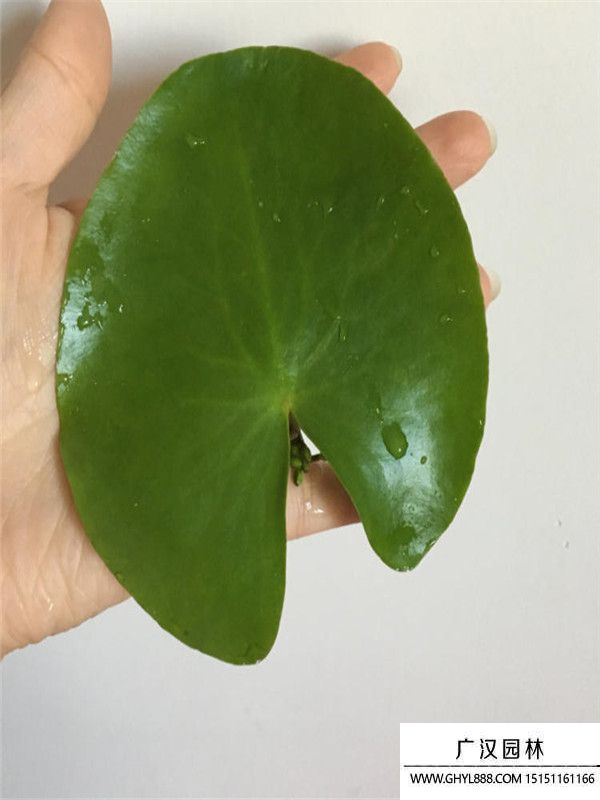 一葉蓮