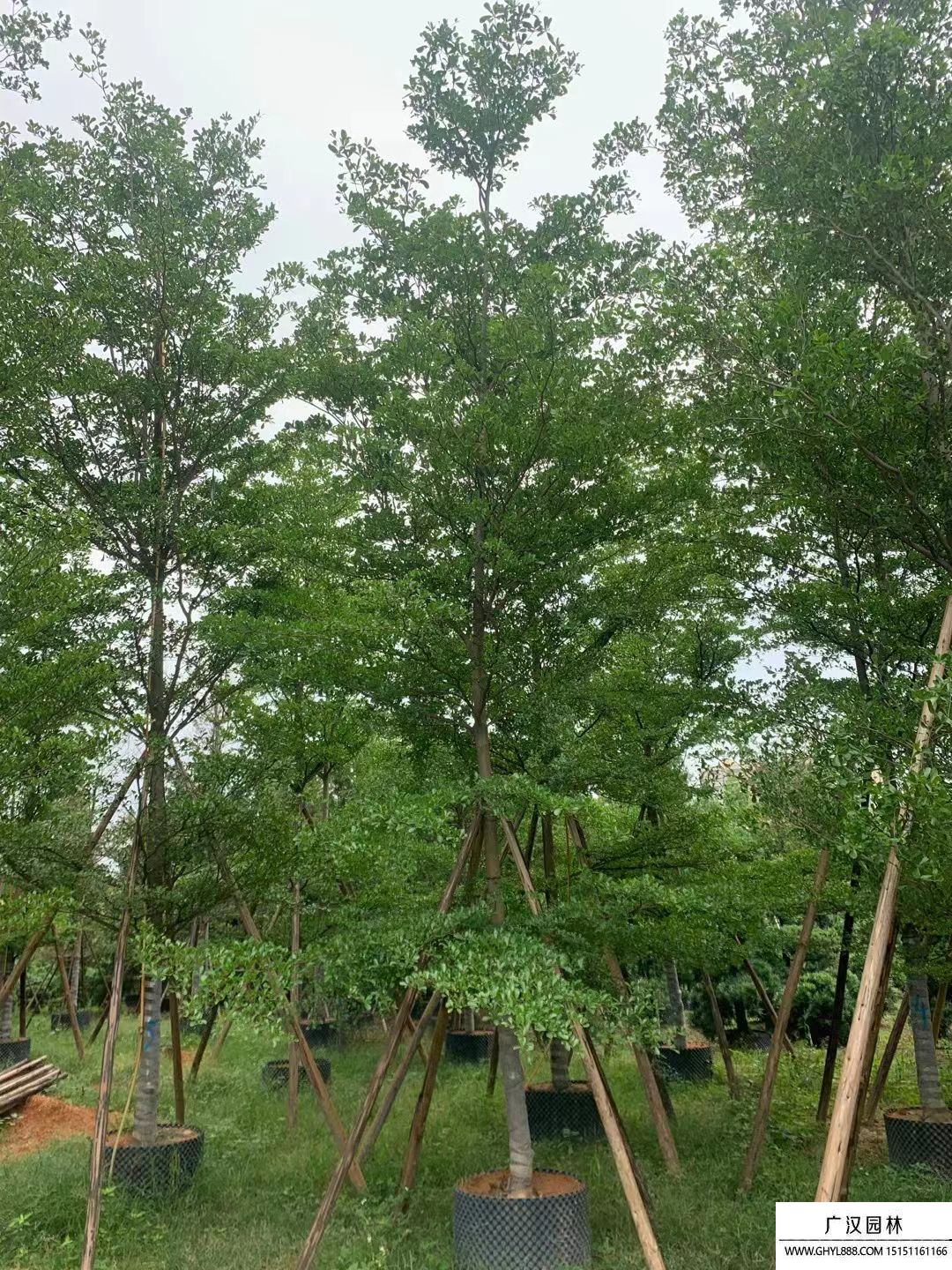 小葉欖仁